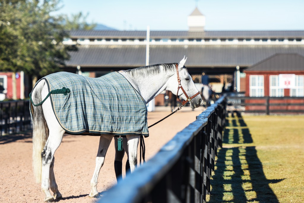 Tryon Equestrian Center is a sprawling dedication to classic equestrian
